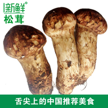 【新鲜<em>松茸</em>菌】最新最全新鲜<em>松茸</em>菌 产品参考