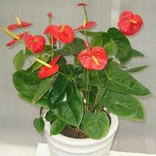 【火鹤花】最新最全火鹤花 产品参考信息