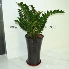 【金钱树花盆】_绿植园艺价格_最新最全绿植