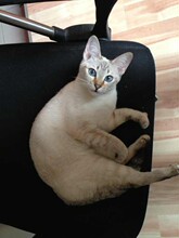 【暹罗猫虎斑】最新最全暹罗猫虎斑 产品参考