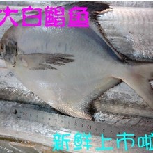 【白鲳鱼】最新最全白鲳鱼 产品参考信息