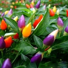 【盆栽朝天椒】最新最全盆栽朝天椒 产品参考