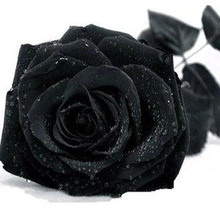 【黑玫瑰苗】最新最全黑玫瑰苗 产品参考信息