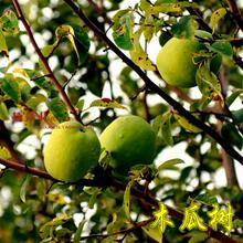 【种植绿化树】最新最全种植绿化树 产品参考