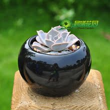 【多肉植物丽娜莲】最新最全多肉植物丽娜莲