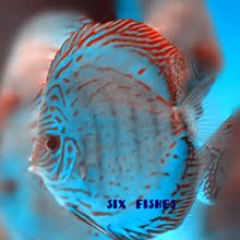 【神仙鱼繁殖】最新最全神仙鱼繁殖 产品参考