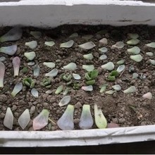 【多肉叶插叶子】最新最全多肉叶插叶子 产品