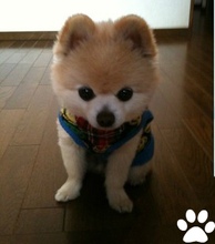 【英式博美】最新最全英式博美 产品参考信息_一淘搜索