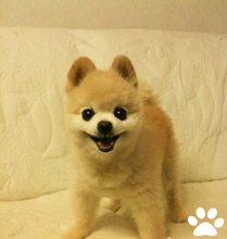 【英式博美】最新最全英式博美 产品参考信息_一淘搜索