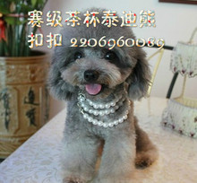 【贵妇人犬】最新最全贵妇人犬 产品参考信息