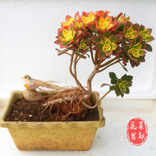 【艳日辉多肉老桩】_绿植园艺价格_最新最全绿植园艺搭配优惠_一淘网