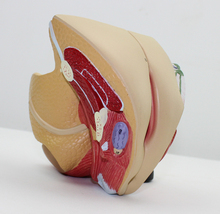 【<em>女生殖器</em>模型】最新最全<em>女生殖器</em>模型 产品