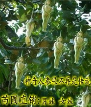 【人形人参果树苗】最新最全人形人参果树苗 