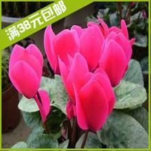 【仙鹤来花】最新最全仙鹤来花 产品参考信息