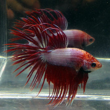 【狮王鱼】最新最全狮王鱼 产品参考信息