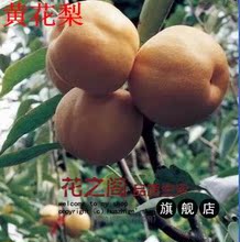 【黄花梨木树苗】最新最全黄花梨木树苗 产品