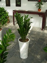 【金钱树花盆】最新最全金钱树花盆 产品参考