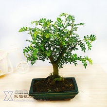 【清香木盆景】最新最全清香木盆景 产品参考