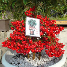 【黄金万两花】最新最全黄金万两花 产品参考信息_一淘搜索