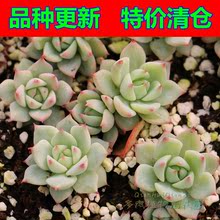 【tp多肉】最新最全tp多肉搭配优惠