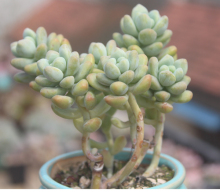 【天使之泪 老桩】_绿植园艺价格_最新最全绿植园艺搭配优惠_一淘网