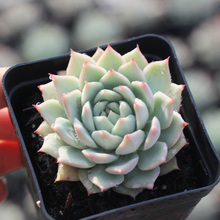 【tp多肉】最新最全tp多肉搭配优惠