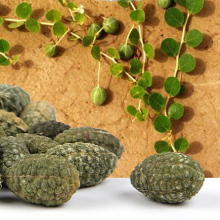 【药西瓜新疆】最新最全药西瓜新疆搭配优惠_一淘网