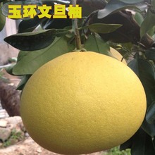 【台州水果特产】最新最全台州水果特产搭配优