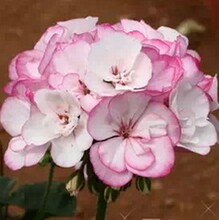 【开花机器】最新最全开花机器 产品参考信息