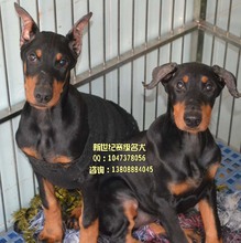 【杜宾狗立耳】最新最全杜宾狗立耳 产品参考