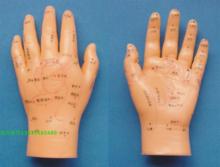 手掌 穴位模型针灸 人体解剖