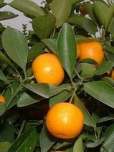 【黄岩蜜橘树苗】最新最全黄岩蜜橘树苗 产品