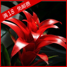 【鸿运当头肥料】最新最全鸿运当头肥料返利优