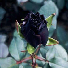 【黑色玫瑰花】最新最全黑色玫瑰花 产品参考