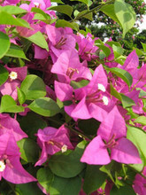 【室内攀爬植物】最新最全室内攀爬植物 产品