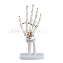 【手骨骼模型】最新最全手骨骼模型 产品参考