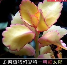 【多肉<em>粉红女郎种子</em>】最新最全多肉<em>粉红女郎种</em>