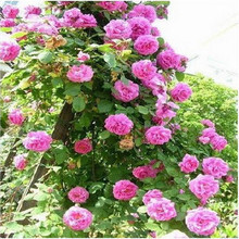 【四季常开的花】最新最全四季常开的花 产品