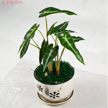 【<em>小仙女</em>植物】最新最全<em>小仙女</em>植物返利优惠_
