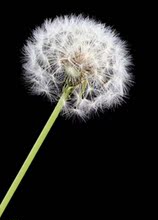 【黑色蒲公英墙纸壁纸】最新最全黑色蒲公英墙