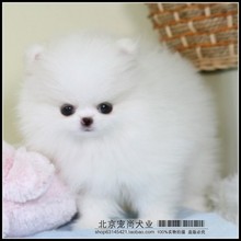 【白博美狐狸狗】最新最全白博美狐狸狗 产品