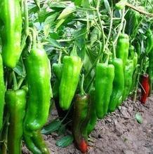 【青椒苗】最新最全青椒苗 产品参考信息