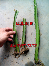 【红水晶火龙果苗】最新最全红水晶火龙果苗