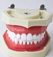 【牙齿教学模型】最新最全牙齿教学模型 产品