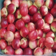 【脆脆桃子】最新最全脆脆桃子 产品参考信息