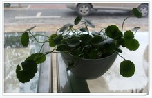 【钱串子花】最新最全钱串子花 产品参考信息