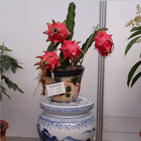 八卦炽火龙鎏金玫瑰特-果南方北方可种植包邮