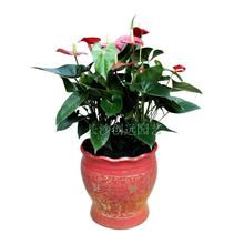 【红掌花盆】最新最全红掌花盆搭配优惠