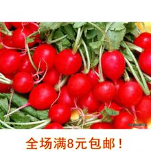 【红萝卜籽】_绿植园艺价格_最新最全绿植园