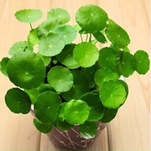 【红掌种子】_绿植园艺价格_最新最全绿植园